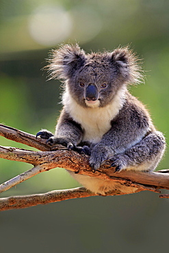 Koala (Phascolarctos cinereus), adult on tree, Kangaroo Island, South Australia, Australia, Oceania