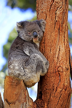 Koala (Phascolarctos cinereus), adult on tree, Kangaroo Island, South Australia, Australia, Oceania