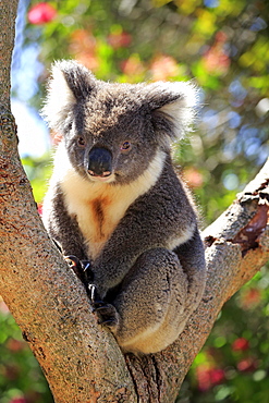 Koala (Phascolarctos cinereus), adult, sitting in branch fork on tree, Kangaroo Island, South Australia, Australia, Oceania