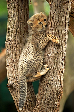 Cheetah, Sudan Cheetah, (Acinonyx jubatus soemmeringii), young animal, ten weeks old, in tree, Sudan, captive, Africa