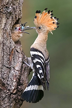 Hoopoe (Upupa epops) with Blue-winged grasshopper (Oedipoda caerulescens) as food, young birds feeding at brood cave, Biosphere Reserve Mittelelbe, Saxony-Anhalt, Germany, Europe