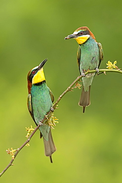 Bee-eater (Merops apiaster), couple with bridal present, Saxony-Anhalt, Germany, Europe