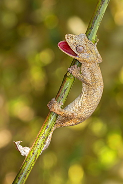 Gunter's flat-tail gecko (Uroplatus guentheri) on branch near Antsohihy, western Madagascar, Madagascar, Africa