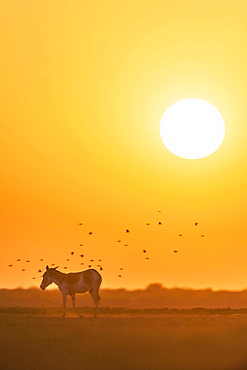 Onager or Asiatic wild ass (Equus hemionus), endangered species, in the evening sun, Little Rann of Kutch, Gujarat, India, Asia