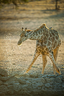 Giraffe (Giraffa camelopardalis) drinking at a waterhole, Kgalagadi-Transfrontier-Nationalpark, Northern Cape Province, South Africa, Africa