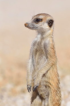 Meerkat (Suricata suricatta), young male standing, watchful, Kgalagadi Transfrontier Park, Northern Cape, South Africa, Africa