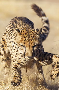 Cheetah (Acinonyx jubatus), playing, captive, Harnas Wildlife Foundation, Namibia, Africa