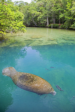 West Indian manatee (Trichechus manatus) at Homosassa Springs Wildlife State Park, Homosassa Springs, Florida, USA, North America