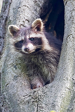 Young raccoon (Procyon lotor) looking out of a tree hollow, Hesse, Germany, Europe