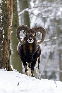 European mouflon (Ovis orientalis musimon), Aries stands in the snow, Vulkaneifel, Rhineland-Palatinate, Germany, Europe