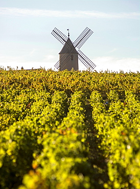 Vineyard, Moulin-a-Vent, Beaujolais wine growing area, Rhone and Saône-et-Loire, France, Europe