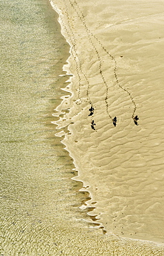 Rusheen Bay, horse riders on sandy beach, Galway, County Clare, Ireland, Europe