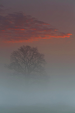 Spring mist above the floodplain meadows, solitary oak tree at sunrise, Middle Elbe Biosphere Reserve, Saxony-Anhalt, Germany, Europe