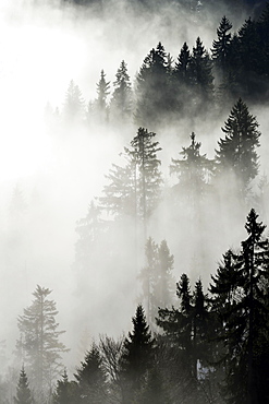 Coniferous forest in the fog, Canton Lucerne, Switzerland, Europe