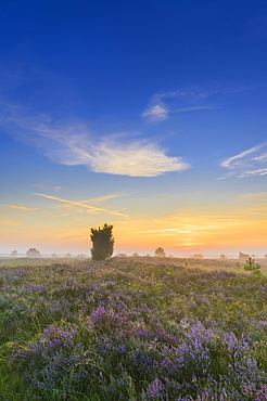 Heath landscape, Luneburg Heath, near Undeloh, Lower Saxony, Germany, Europe