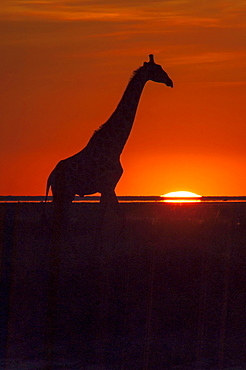 Giraffe (Giraffa camelopardalis) at sunset, backlit, Namutoni, Etosha National Park, Namibia, Africa