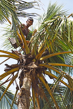 Toddy Tapper on coconut tree collecting palm juice, Wadduwa, Western Province, Ceylon, Sri Lanka, Asia