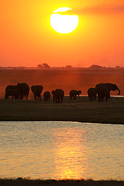 African Bush Elephants (Loxodonta africana) on the water edge at sunset, Chobe National Park, Kasane, North-West District, Botswana, Africa