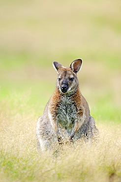 Red-necked Wallaby or Bennett's Wallaby (Macropus rufogriseus) native to Australia, captive, Germany, Europe