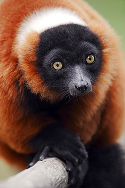 Red Ruffed Lemur (Varecia variegata rubra, Varecia variegata ruber), native to Madagascar, captive, Germany, Europe