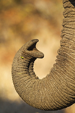 African Elephant (Loxodonta africana), close-up of the trunk, Kruger National Park, South Africa, Africa