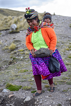 Young woman with child in a sling carrying a heavy stone to secure the shores of an artificial lake for irrigation, Quispillacta, Ayacucho, Peru, South America