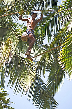 Toddy Tapper balancing on rope between coconut trees and collecting palm juice, Wadduwa, Western Province, Ceylon, Sri Lanka, Asia