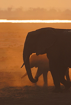 African Bush Elephants (Loxodonta africana), Chobe National Park, Kasane, North-West District, Botswana, Africa