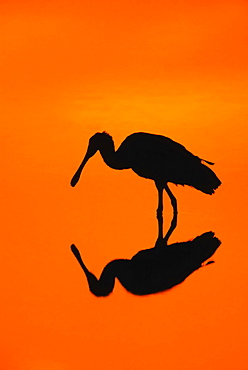 Roseate Spoonbill (Ajaja ajaja) at sunset, Florida, United States, North America