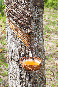 Latex sap dripping out of a cut tree in a rubber plantation, Thailand, Asia