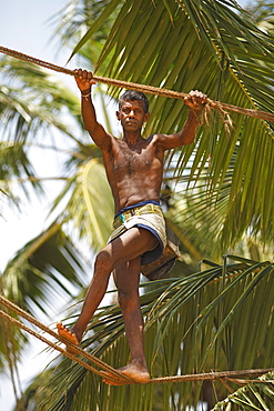 Toddy Tapper balancing on rope between coconut trees and collecting palm juice, Wadduwa, Western Province, Ceylon, Sri Lanka, Asia