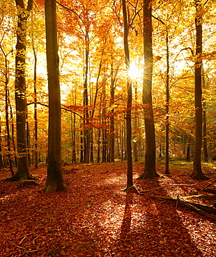 Beech (Fagus sp.) forest in autumn, sun rays shining through trees, Harz, Saxony-Anhalt, Germany, Europe