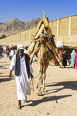 Man with his with his camel loaded with firewood walking through the Monday market of Keren, Eritrea, Africa