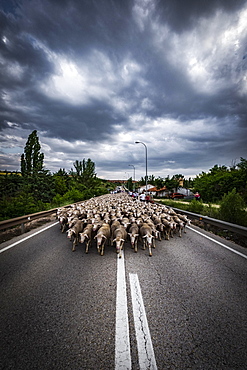 Large flock of sheep during the transhumance, region of Soria, Castilla y Leon, Spain, Europe