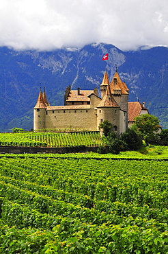 Chateau d'Aigle or Aigle Castle, surrounded by vineyards, Aigle, Canton of Vaud, Switzerland, Europe