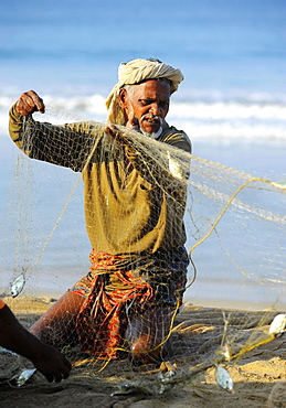 Fisherman taking small fish out of the net, on the beach, Arabian Sea, Varkala, Kerala, South India, India, Asia