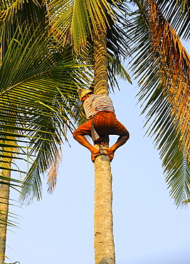 Man climbing a coconut tree, Kerala, South India, India, Asia