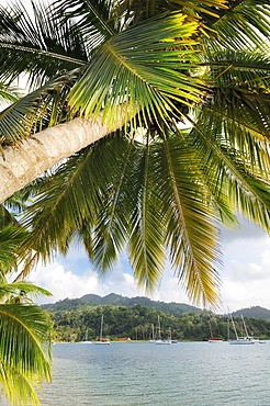 Palm tree, sailing boats in the bay of Isla Linton, Colon, Caribbean, Panama, Central America