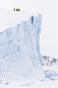 Polar bears (Ursus maritimus), mother animal and two young cubs, three month old, on an iceberg, Unorganized Baffin, Baffin Island, Nunavut, Canada, North America