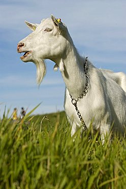 Domestic Goat (Capra hircus)