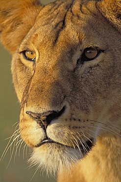 Lion (Panthera leo), Masai Mara Wildlife Reservation, Kenya, Africa