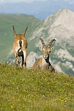 Alpine Ibex (Capra ibex), Eisenerz, Styria, Austria, Europe