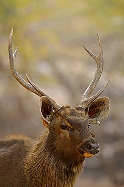 Head of a male Sambar Deer (Cervus unicolor niger) in Ranthambore National Park, Rajasthan, India, Asia