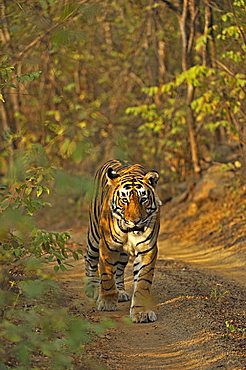 Tiger (Panthera tigris) walking on a path, Ranthambore National Park, Rajasthan, India, Asia