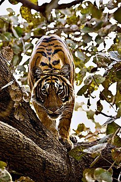 Wild Tiger (Panthera tigris) looking down from a tree in Ranthambore National Park, Rajasthan, India, Asia