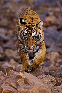 Young male Bengal tiger (Panthera tigris tigris) walking in the forest track in Ranthambore National Park, Rajasthan, India