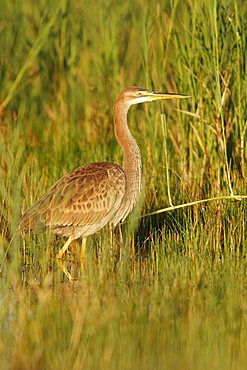 Purple Heron (Ardea purpurea), young bird in the reed, Neusiedel, Neusiedlersee, Burgenland, Austria, Europe