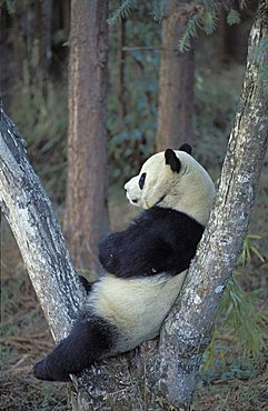 Giant Panda (Ailuropoda melanoleuca), Panda Centre, Wolong Valley, Himalaya, China, Asia