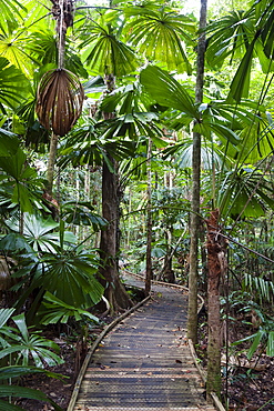 Trail with Australian Fan Palms (Licuala ramsayi) in the rainforest, Marrdja Boardwalk, Daintree National Park, northern Queensland, Australia