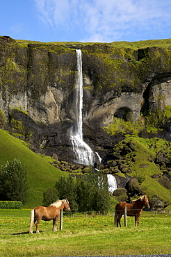 Iceland horses in front of a waterfall, south coast, Iceland, Europe